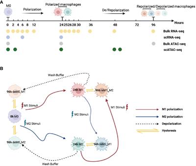 Multi-omics computational analysis unveils the involvement of AP-1 and CTCF in hysteresis of chromatin states during macrophage polarization